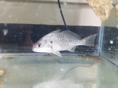 Leiostomus xanthurus