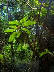 Aphrastura spinicauda