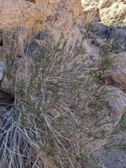 Ericameria paniculata