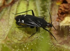 Macrotylus quadrilineatus
