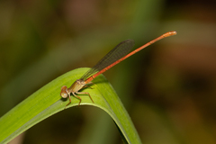 Ceriagrion aeruginosum