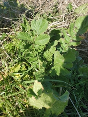 Rhamphospermum nigrum