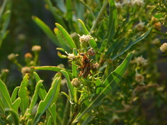 Chauliognathus scriptus
