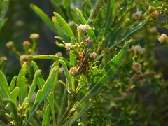 Chauliognathus scriptus