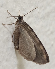 Hydriomena nubilofasciata