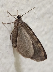Hydriomena nubilofasciata