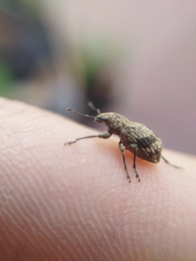 Pantomorus postfasciatus