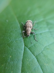 Pantomorus postfasciatus