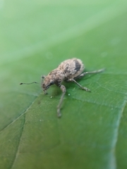 Pantomorus postfasciatus