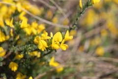 Genista pilosa