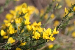 Genista pilosa