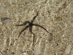 Ophiocoma scolopendrina
