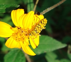 Ochraethes pollinosus