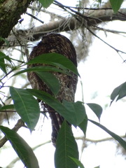 Nyctibius griseus