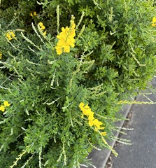 Genista stenopetala