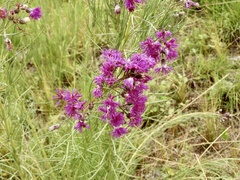 Vernonanthura nudiflora