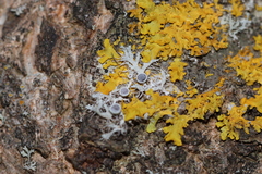 Physcia leptalea