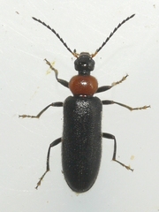 Pedilus lugubris