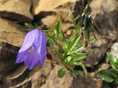 Campanula carnica