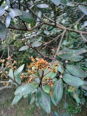 Miconia squamulosa