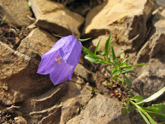 Campanula carnica