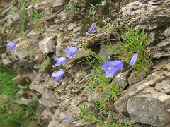 Campanula carnica