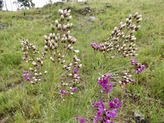 Vernonanthura nudiflora