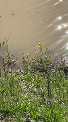 Rorippa amphibia