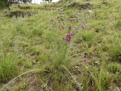Vernonanthura nudiflora