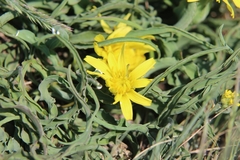 Takhtajaniantha austriaca