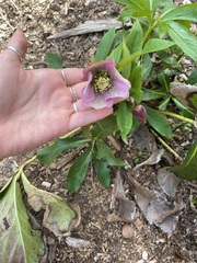 Helleborus