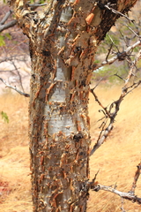 Commiphora