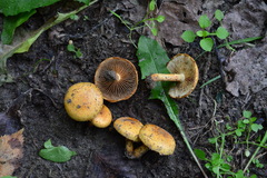 Pholiota lucifera