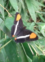 Adelpha syma