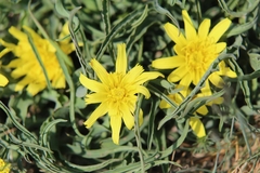 Takhtajaniantha austriaca