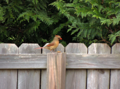 Cardinalis cardinalis