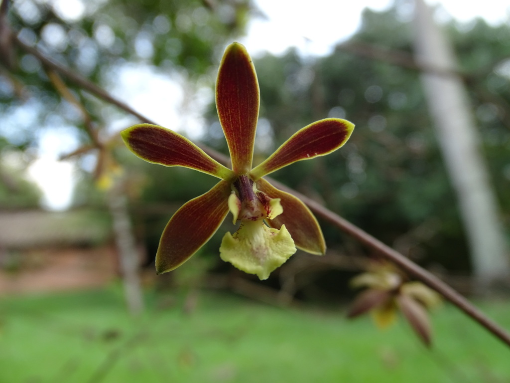 Encyclia betancourtiana Carnevali & I.Ramírez 3