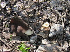 Helvellaceae