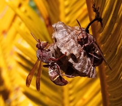 Polistes madiburensis