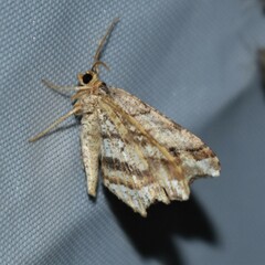 Macaria multilineata