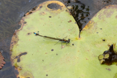 Austrocnemis splendida