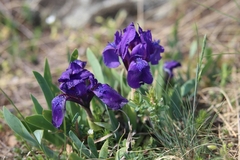 Iris pumila