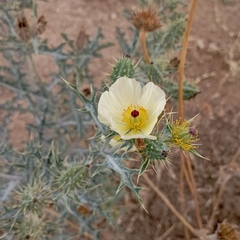 Argemone ochroleuca