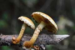 Pholiota lucifera