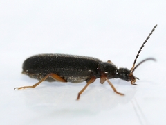 Pedilus lugubris