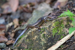 Scincella gemmingeri