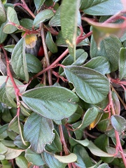 Cotoneaster dammeri