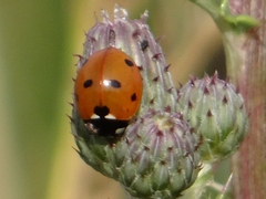 Coccinella septempunctata
