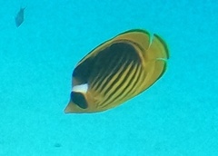 Chaetodon fasciatus