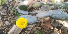 Opuntia decumbens